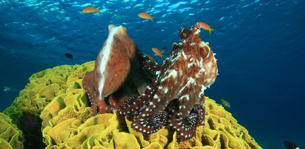 Zwei Oktopusse bei der Paarung