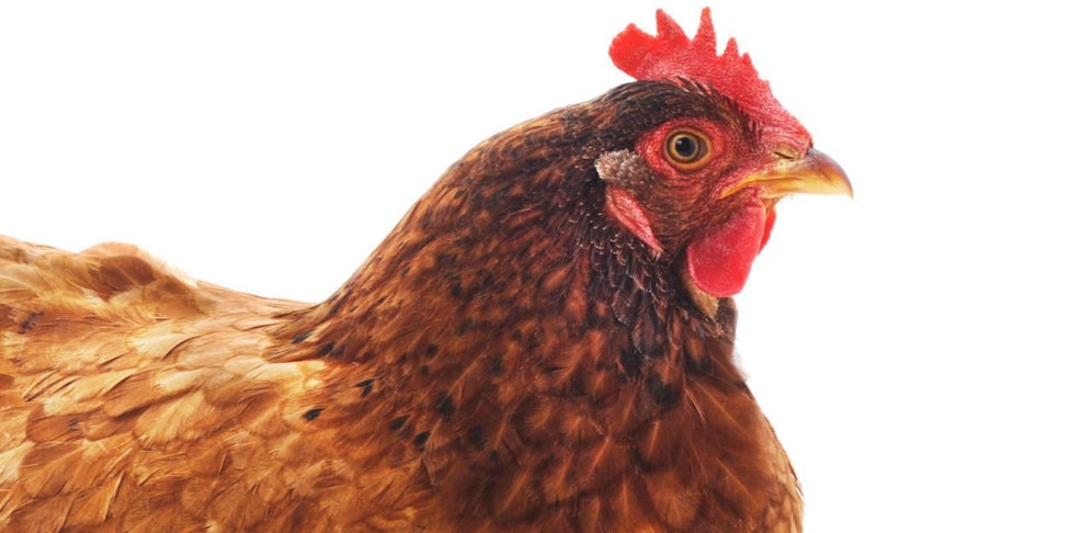 Da gackern ja die Hühner: Nachbarschafts-Streit um zu laute Hendl in Perchtoldsdorf.