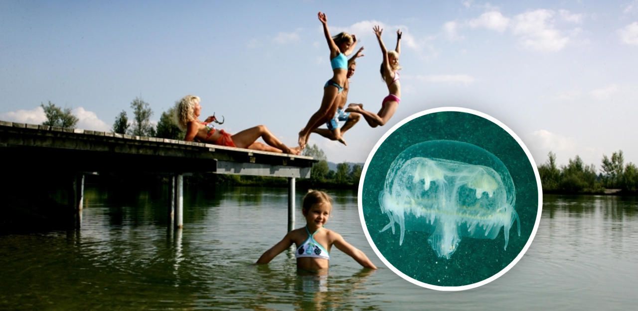 Do kleinen Quallen breiten sich aktuell bei der Neuen Donau Wien aus.