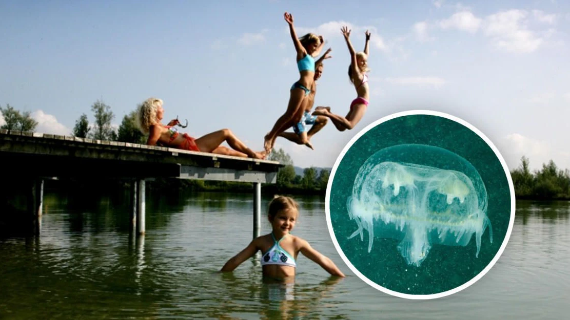 Heute.at - Quallen-Alarm in Wien! Invasion in der Neuen Donau