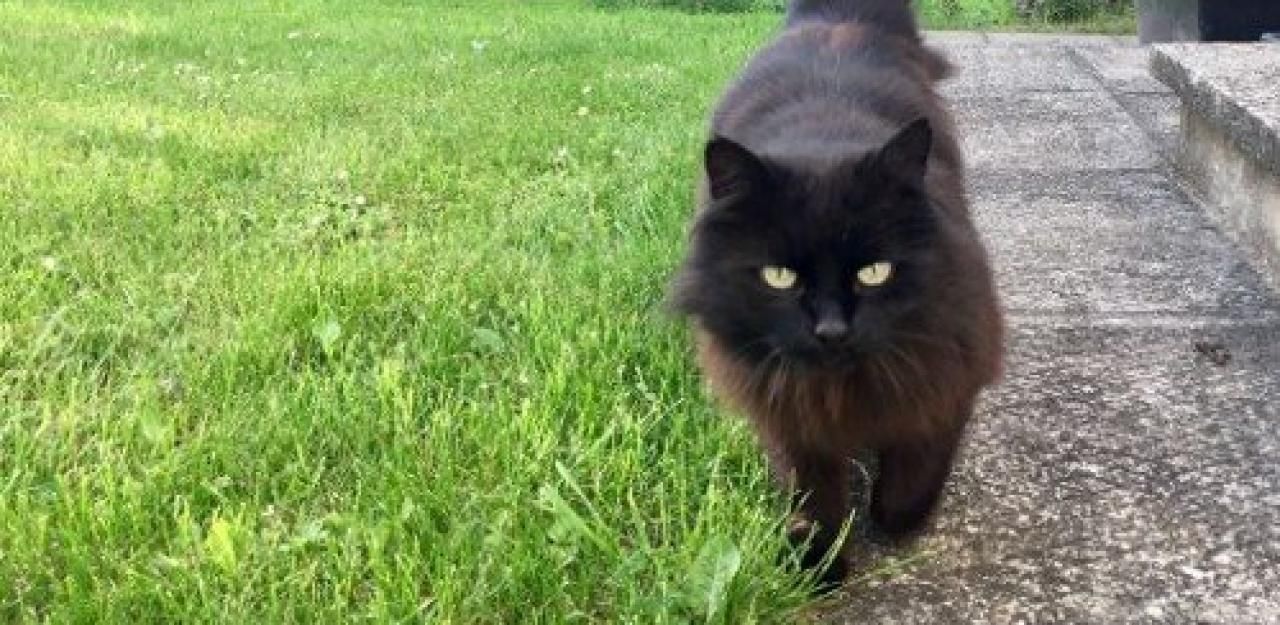 Heute.at - Entführungsalarm um schwarzen Kater Bärli