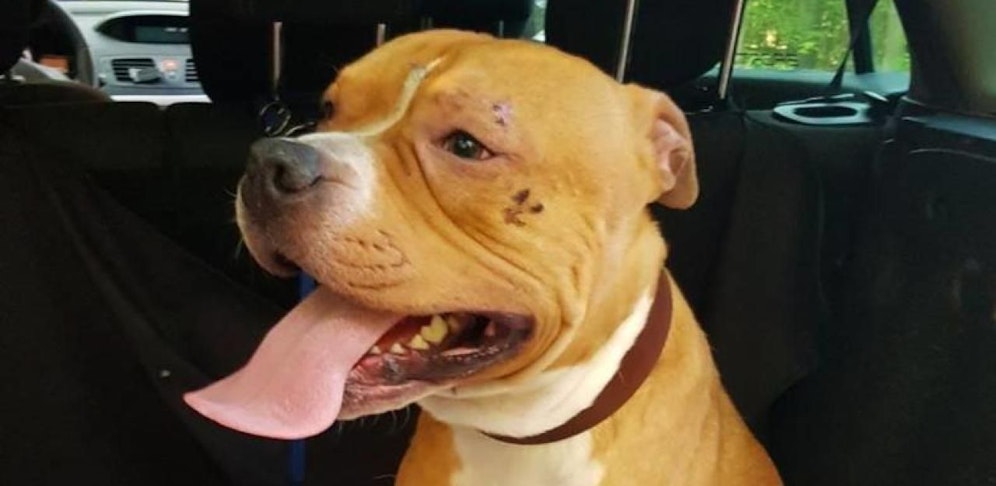 Der arme Hund wurde sich selbst überlassen.