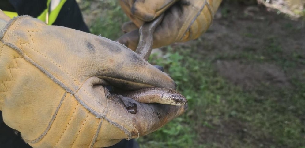 Die Blindschleiche wurde gefangen.