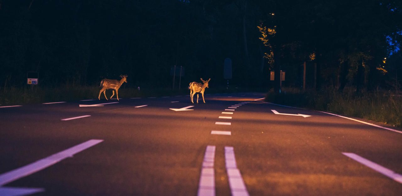 Plötzlich tauchte ein Reh auf der Fahrbahn auf.