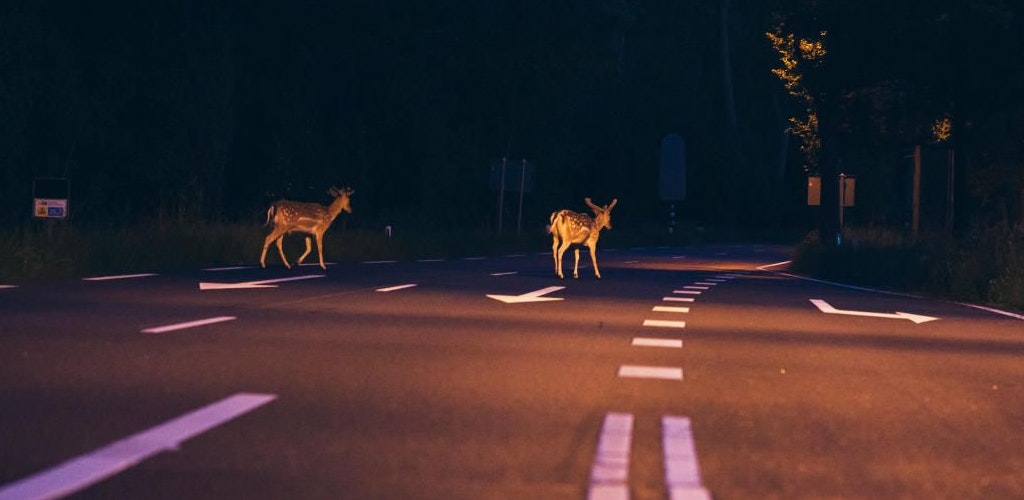 Alle 17 Minuten kommt es zu einem Wildunfall auf den Straßen in Niederösterreich.