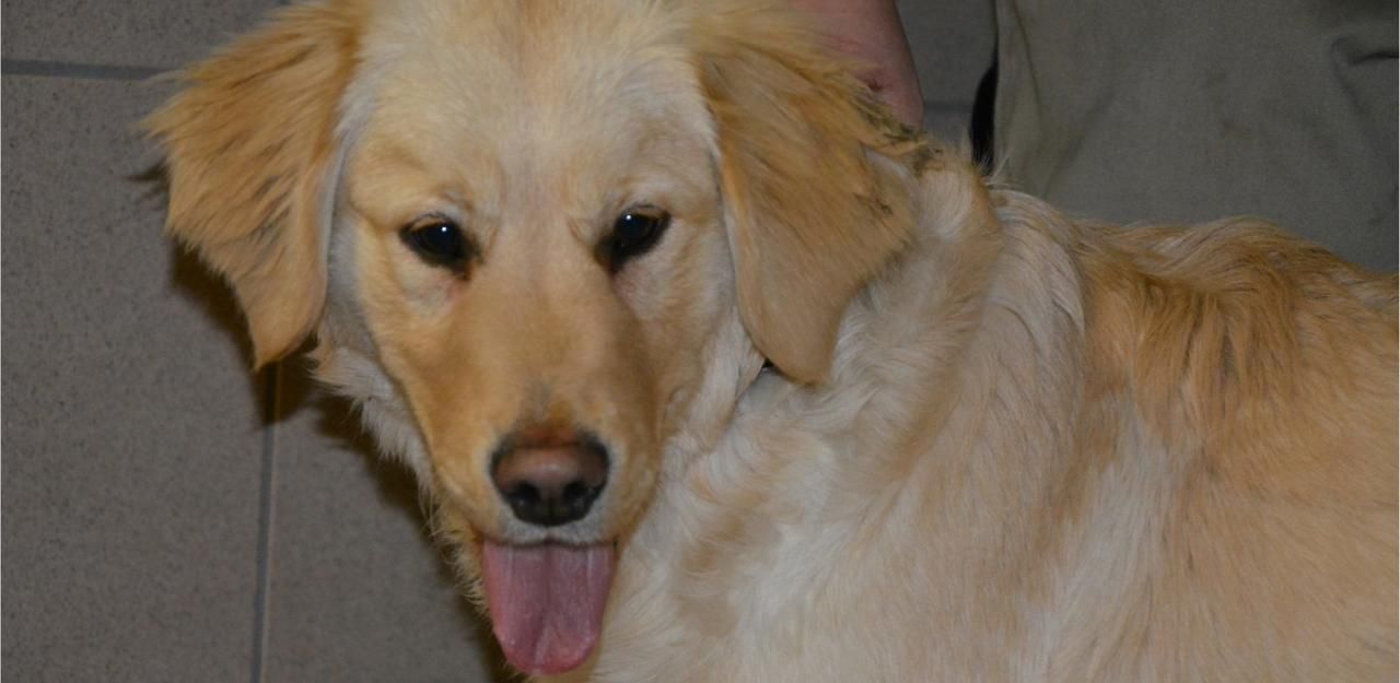 Heute.at - Hund Harvey rannte einsam umher: Wer kennt ihn?