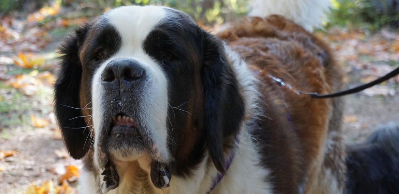 Heute.at - Bub (8) nach Hundebiss im künstlichen Tiefschlaf