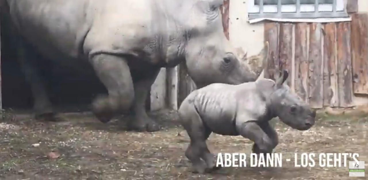 Heute.at - Hier dreht Nashorn-Baby Nio seine ersten Runden