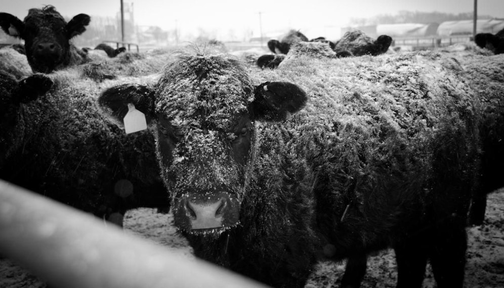 Der Steirer hatte die Tiere einfach in der Kälte ausgesetzt
