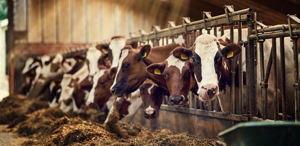 Der Mann verging sich an drei Kühen, eine davon starb