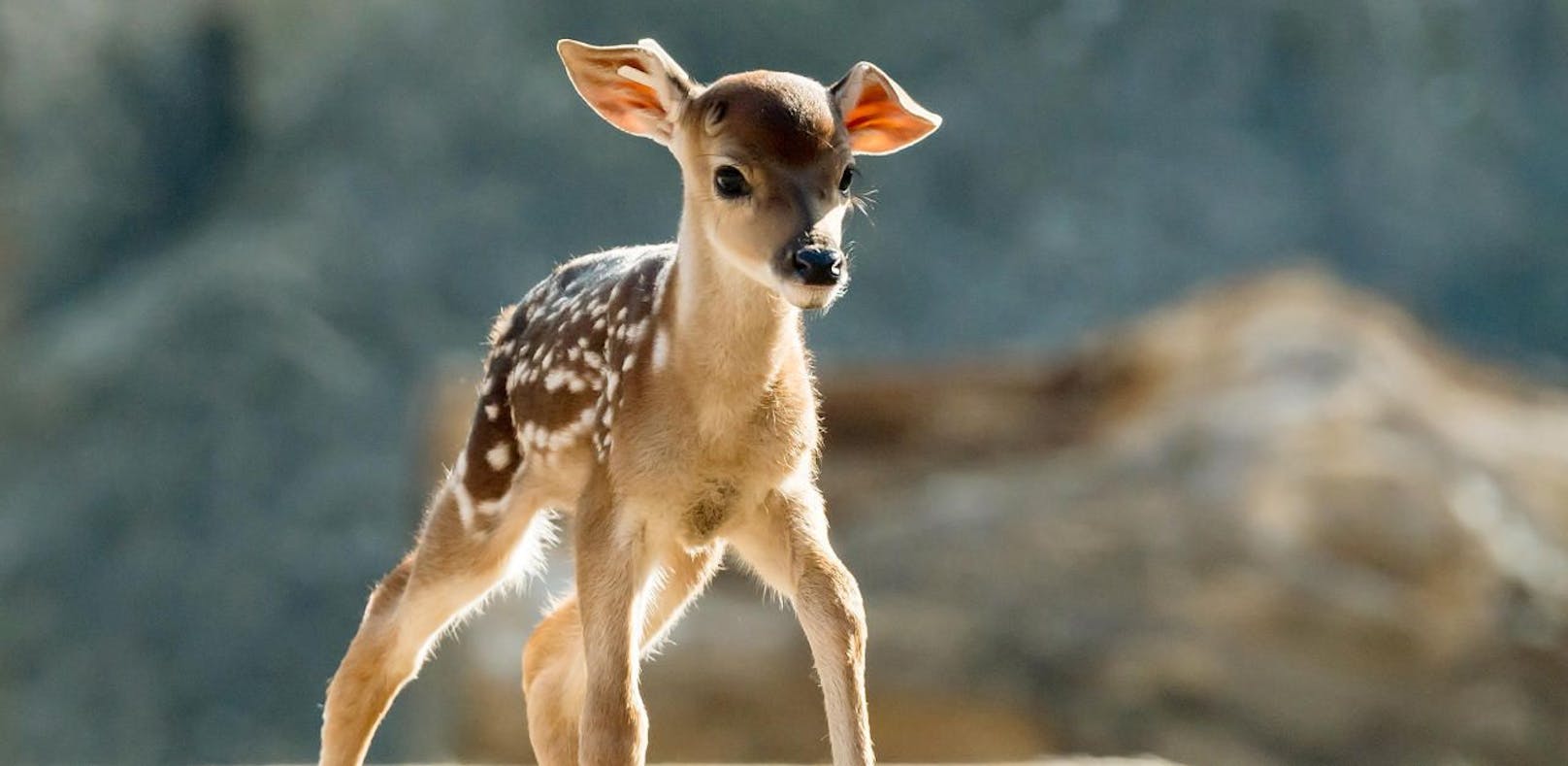 Diese "Bambis" verzücken Schönbrunn-Besucher