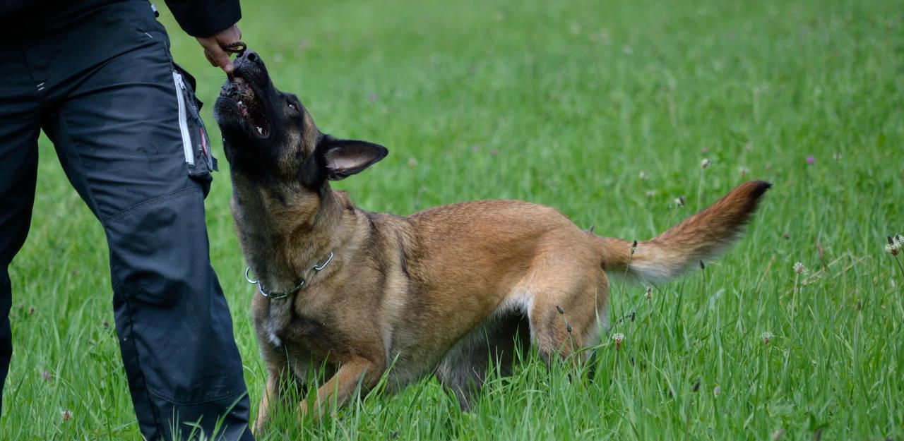 Heute.at - Polizeischäfer biss Zeitungszustellerin in Arm
