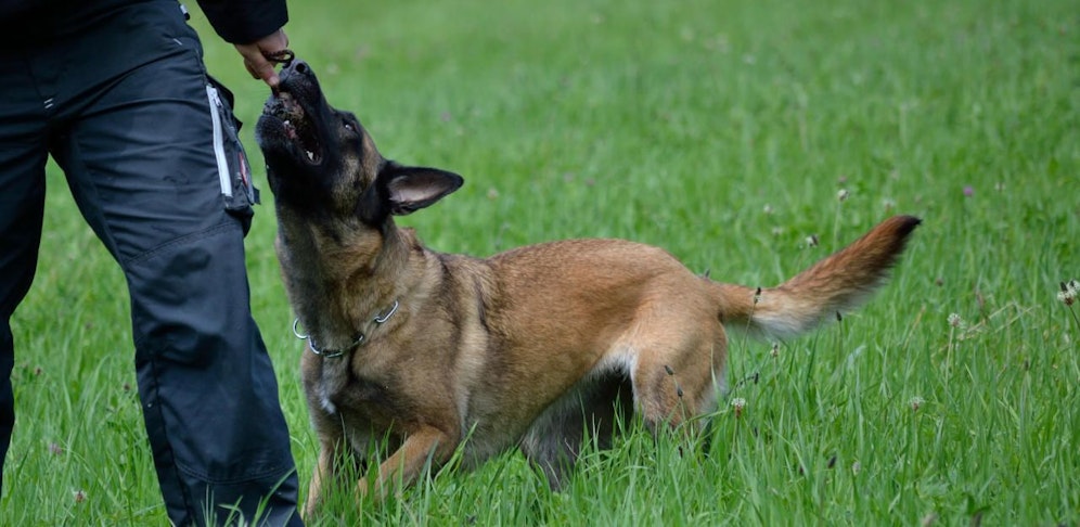 Belgischer Schäferhund. Symbolfoto