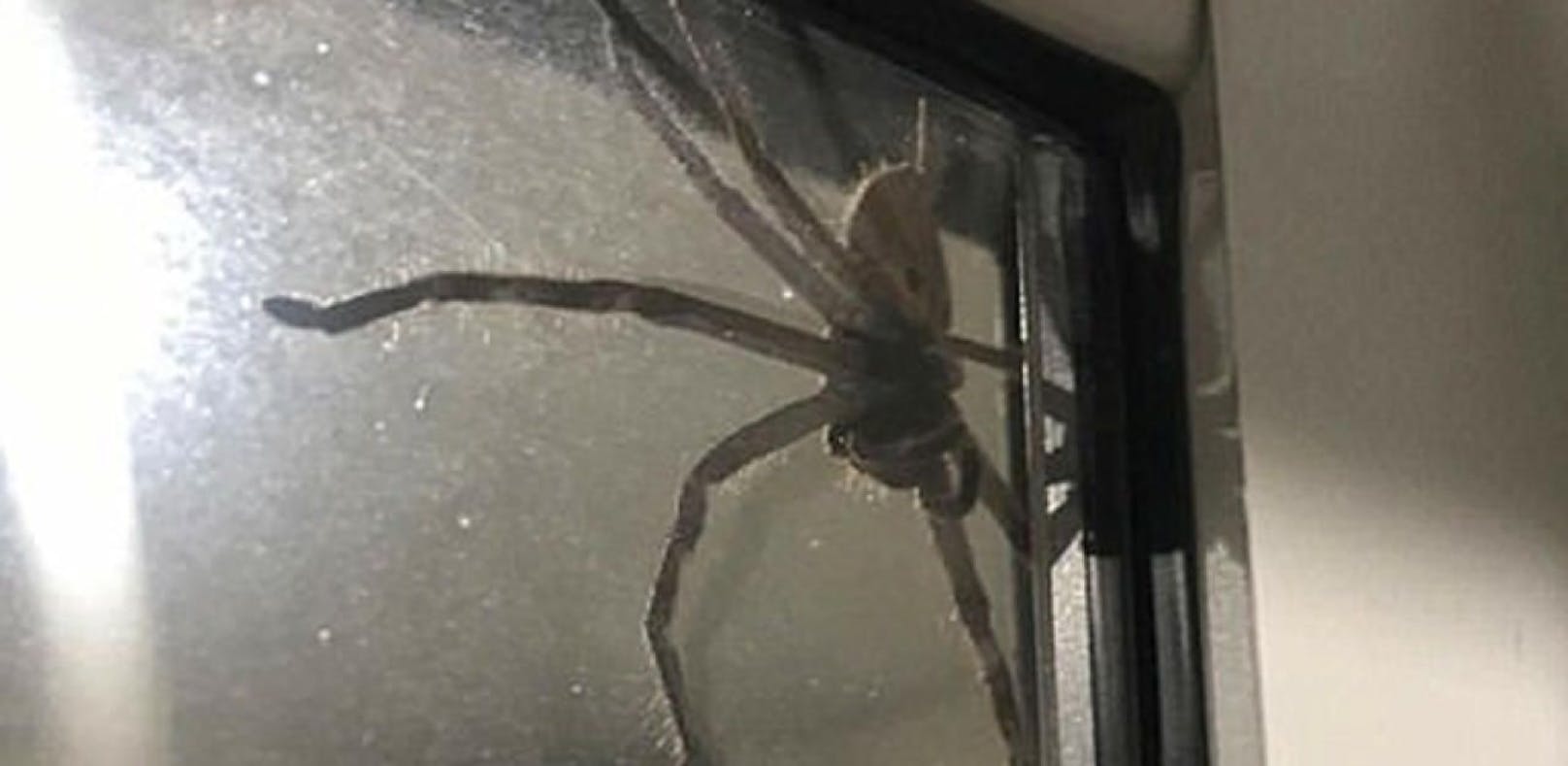 Monster-Spinne beschert Paar Nacht des Grauens