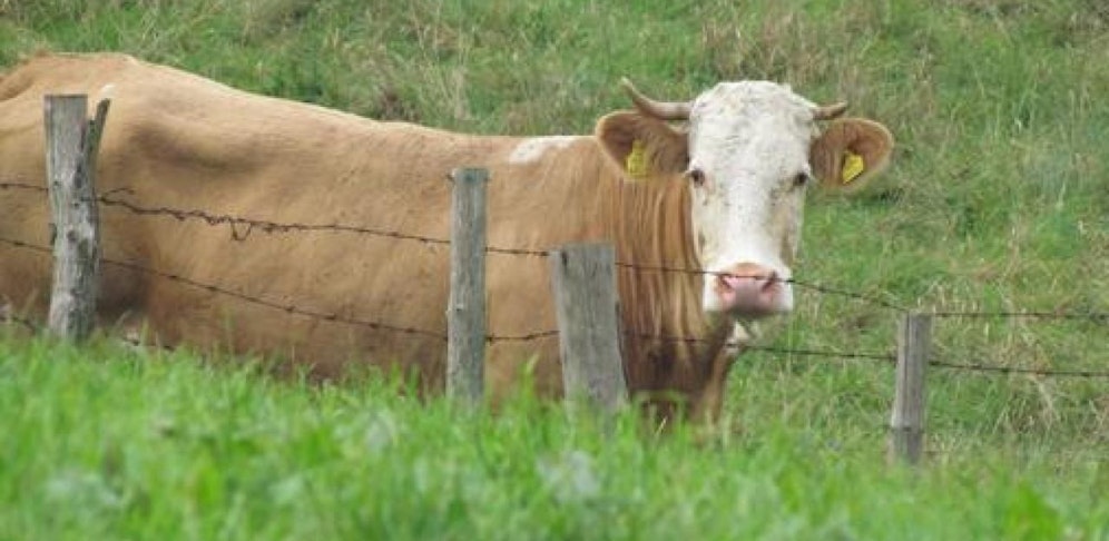 Ein Stier griff plötzlich an und verletzte einen Mann.