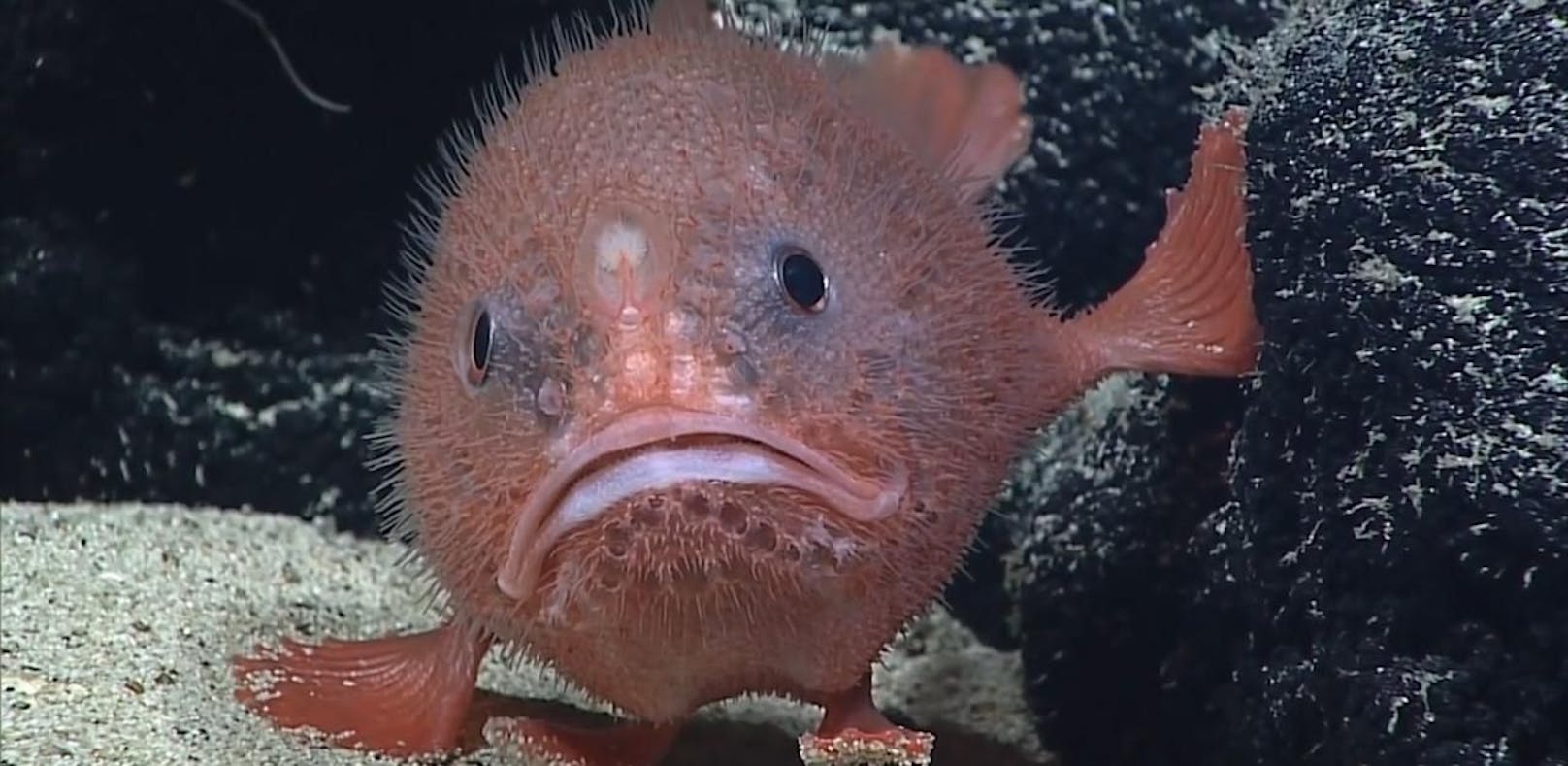 Grumpy Fish: die Seekröte.