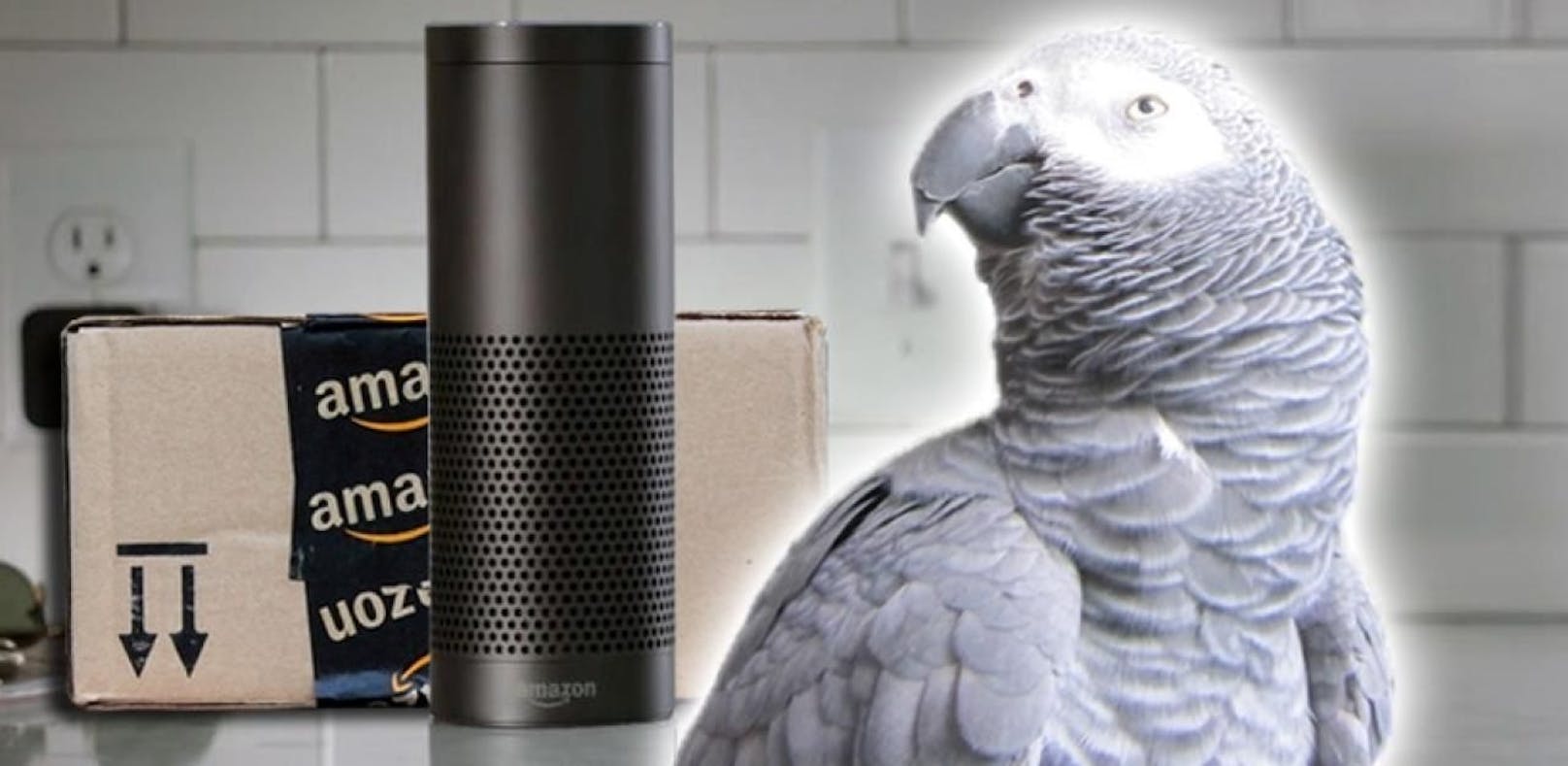 Papagei bestellte via "Alexa" bei Amazon