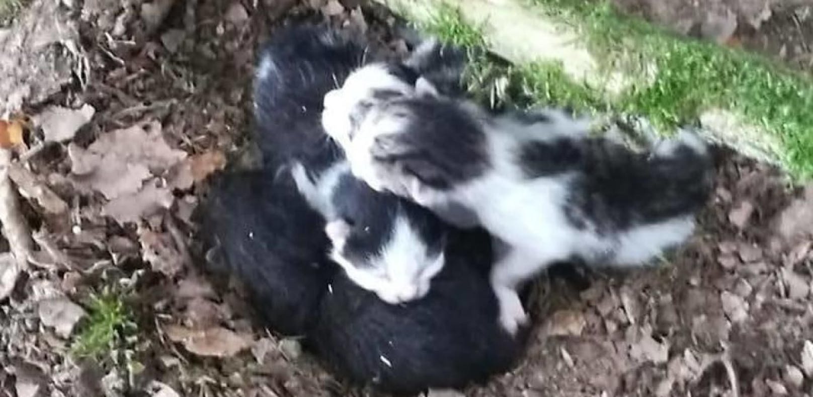 Babykatzen im Wald ausgesetzt - Täter gesucht