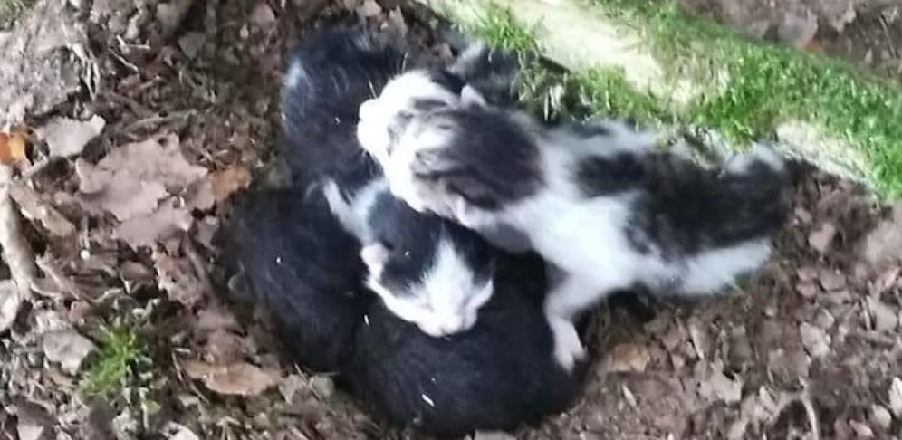 Die Babys wurden einfach ihrem Schicksal überlassen. 