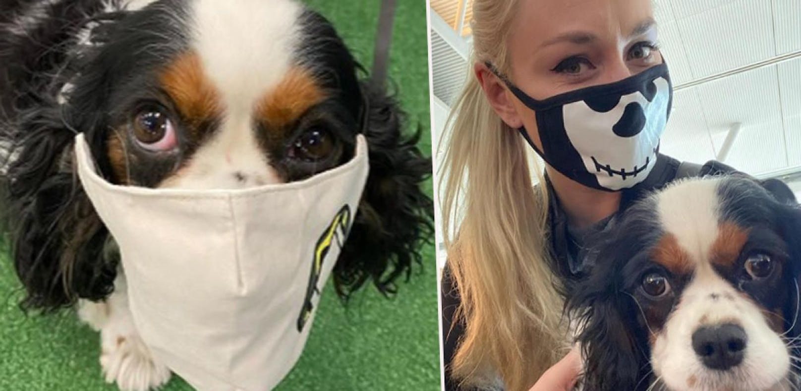 Hündin Lucy und Lindsey Vonn mit Atemschutzmaske.