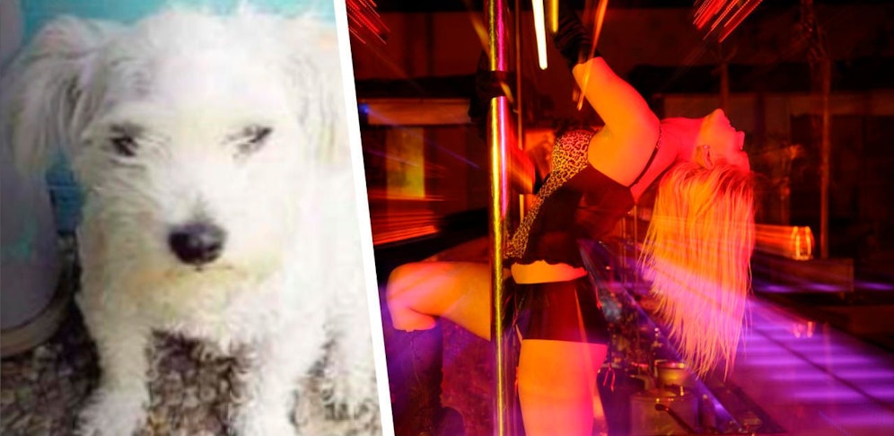 Aus einer Gogo-Bar in Gmunden wurde am Wochenende ein kleiner Hund "entführt".