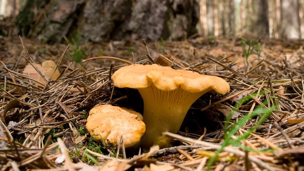 Seniorin erfand Überfall beim Schwammerlsuchen - Steiermark | heute.at