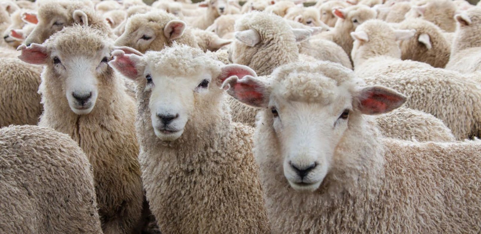 Schaf-Schlachtungen in Hinterhöfen? Die TKG verweist auf den heimischen Handel.