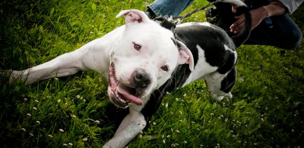 Der Mann hetzte seinen Pitbull auf ein Pärchen