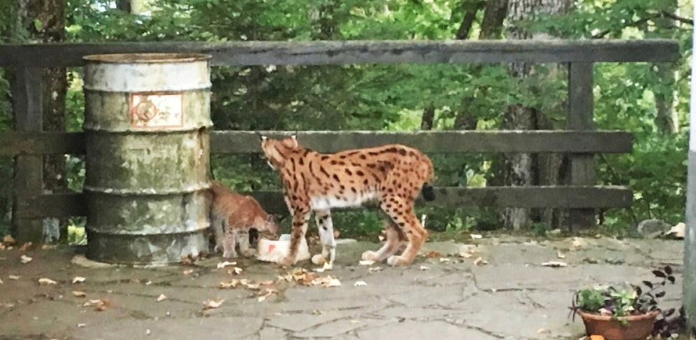 Luchsmama "Cleo" mit "Simba"  die beiden waren im Sommer aus dem Naturpark entlaufen.
