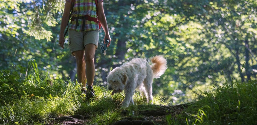 (Symbolbild) Freilaufende Hunde dürfen in Deutschland von Fußgängern abgewehrt werden.