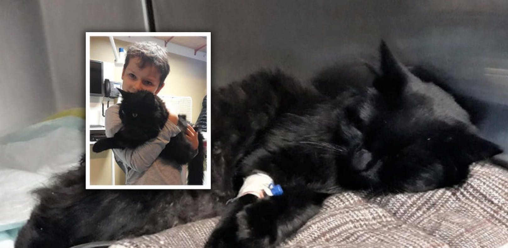 Der 9-jährige Christopher mit seinem Kätzchen, es erholt sich wieder. 
