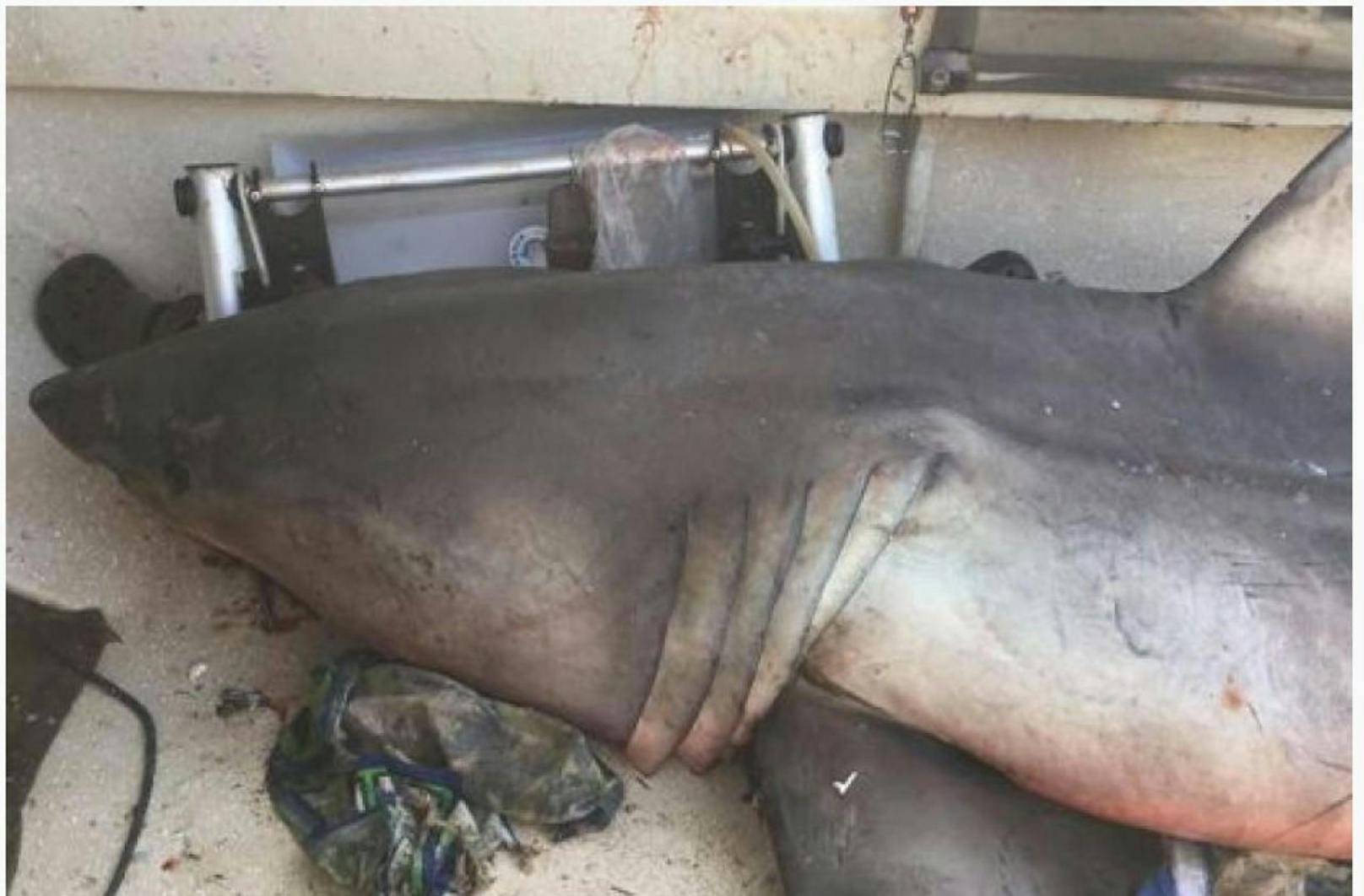 Dieser 200 Kilogramm schwere Hai sprang dem Fischer ins Boot. 