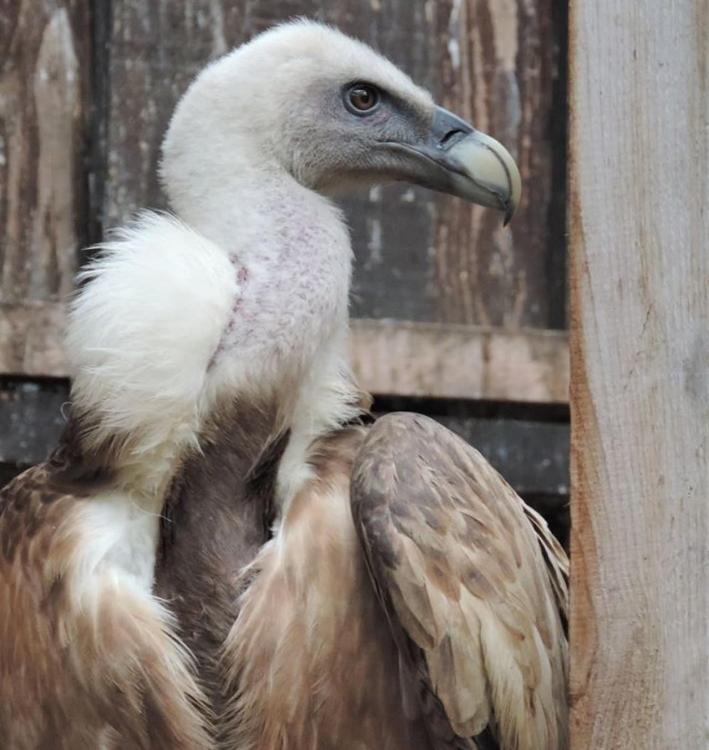 Der Gänsegeier leidet an einer Bleivergiftung.