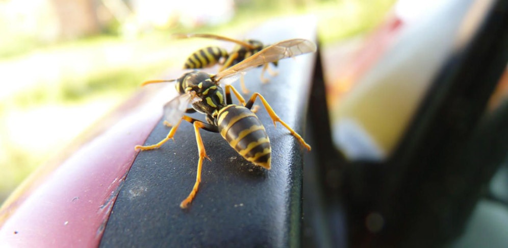 Eine Wespe verursachte einen Autounfall