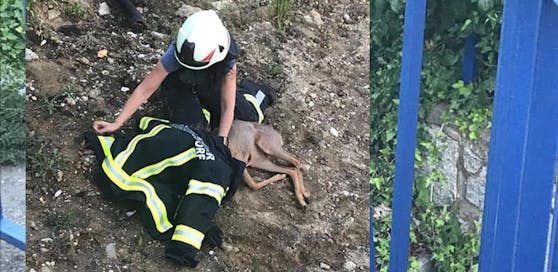 Die Feuerwehr Gänserndorf befreite das Tier, um es nicht weiter zu verängstigen, wurde ihm eine Decke über den Kopf gelegt.