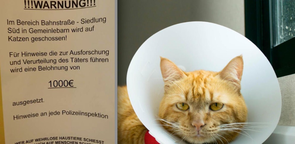 Irrer schießt auf Katzen. 