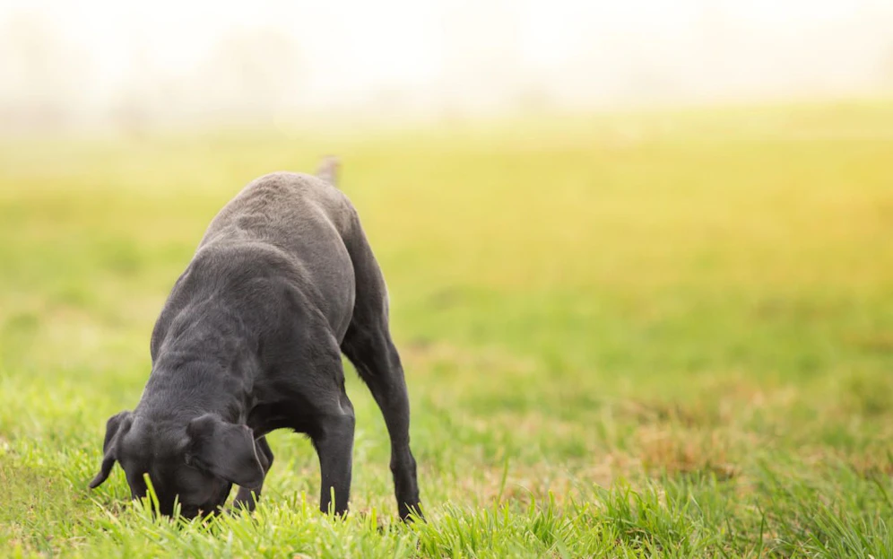 Ein Hund in Favoriten starb wegen eines Giftköders.