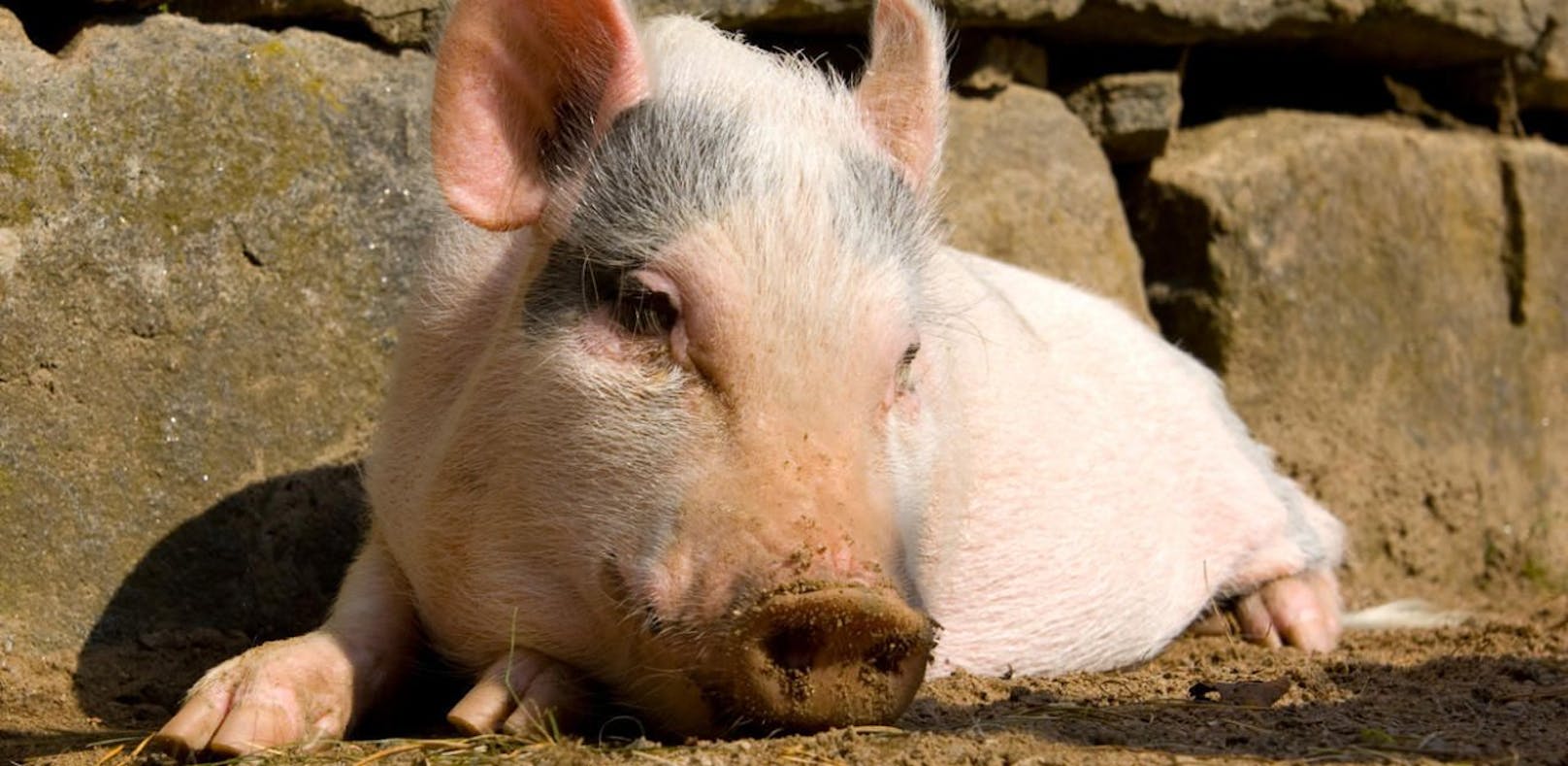 In Niederösterreich herrscht Angst vor der Afrikanischen Schweinepest (Symbolfoto).
