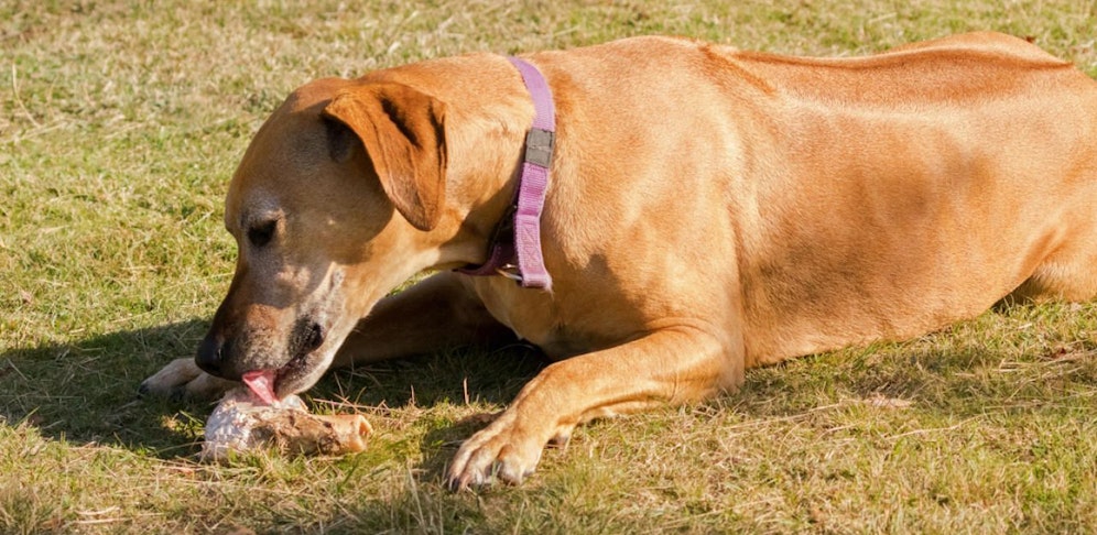 Zwei Hunde fraßen den Köder und wurden in eine Tierklinik gebracht