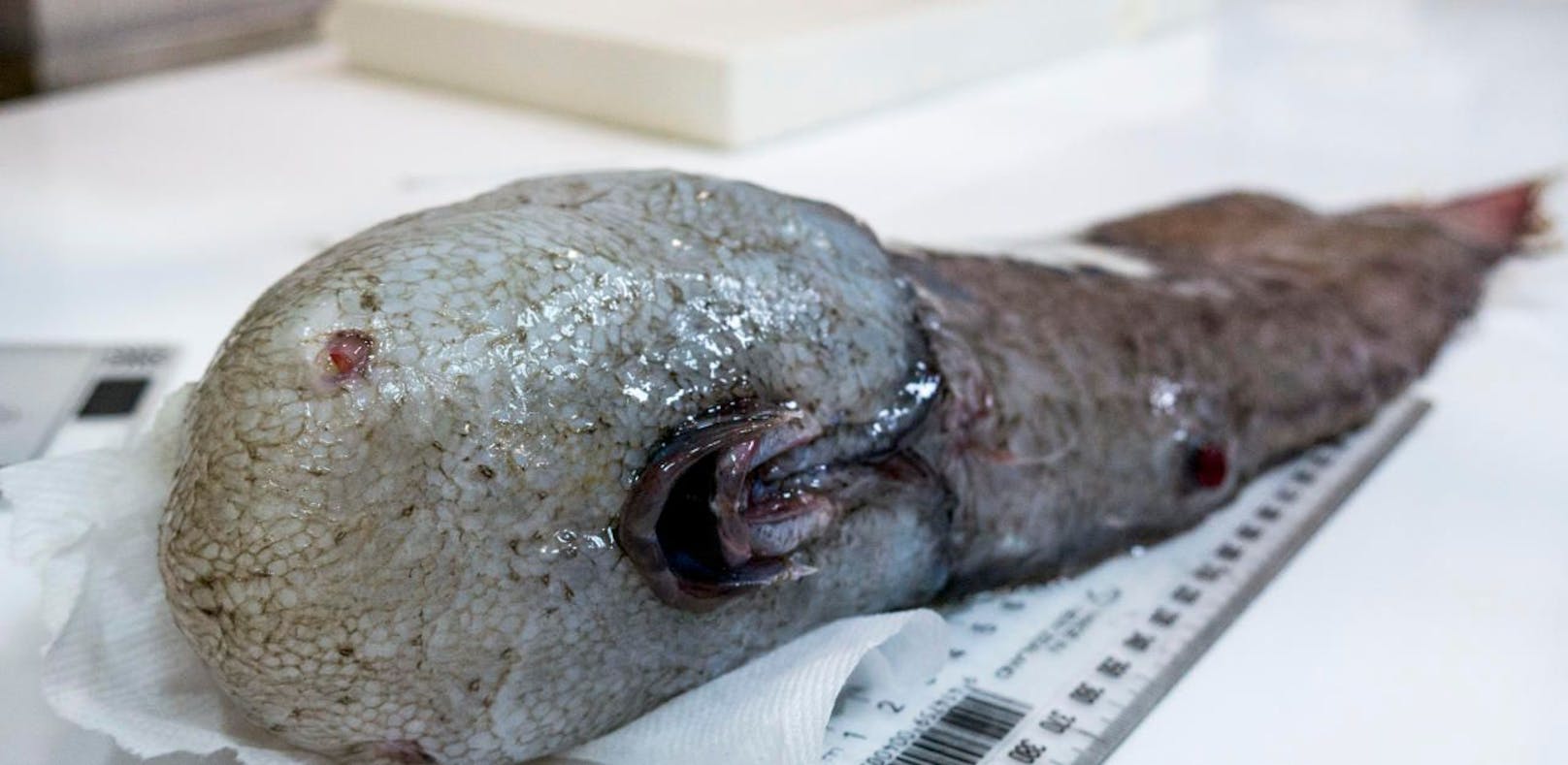Forscher entdecken Fisch ohne Gesicht