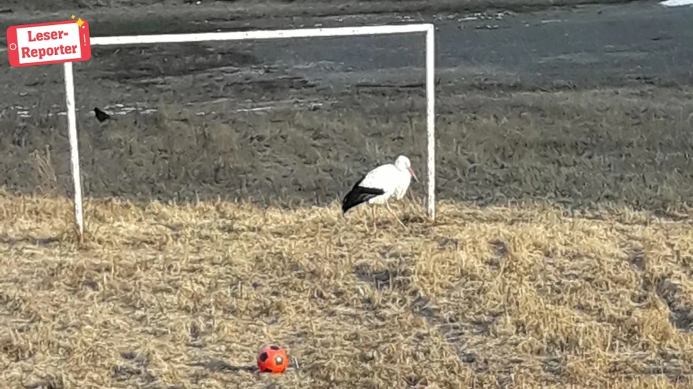 Storch "Albert" aus Krems