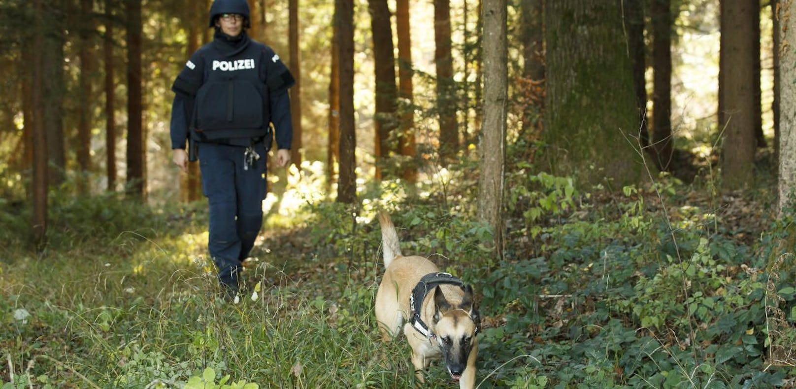 Mit Polizeihunden wurde nach den Tätern im Wald gesucht (Symbolbild).