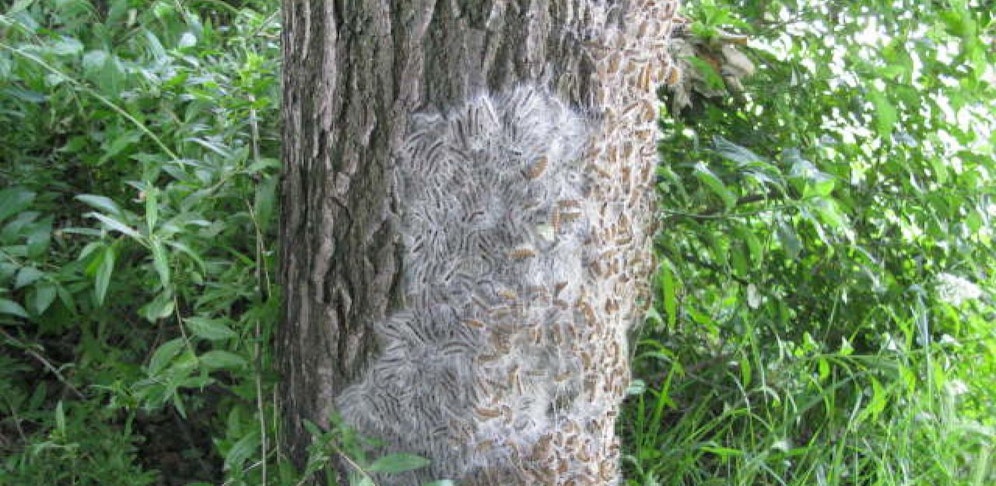 Die Eichenprozessionsspinner sind derzeit früher als sonst aktiv.