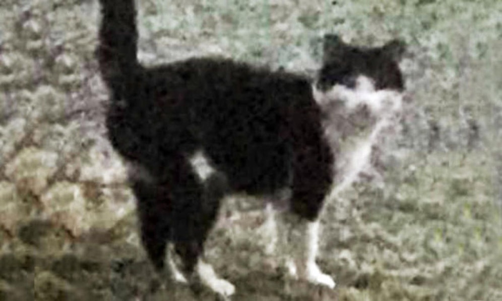 Dieser Kater sorgt in einem kleinen Schweizer Dorf für Unruhe.