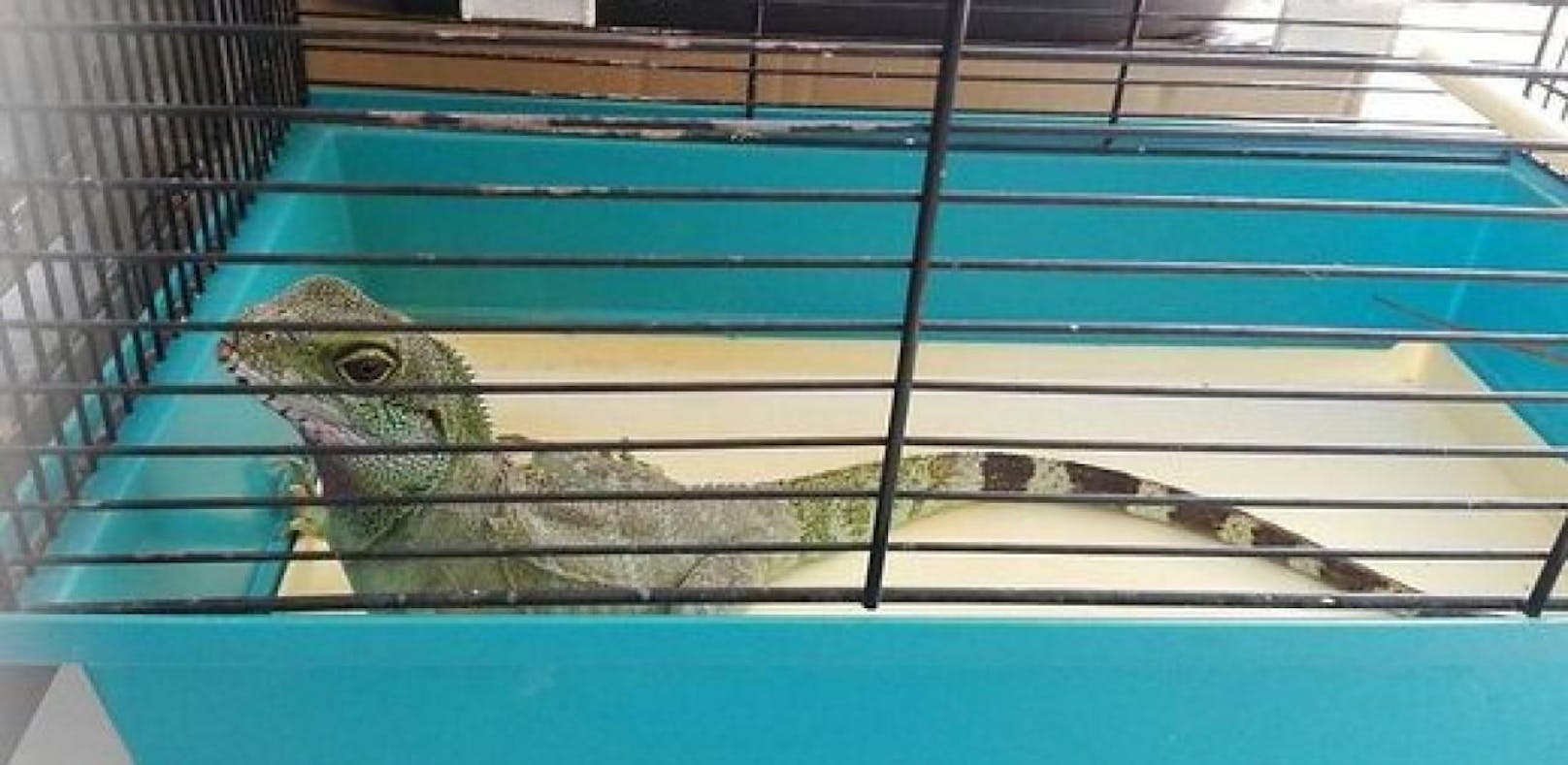 Der grüne Leguan tauchte in einer Tiefgarage auf.