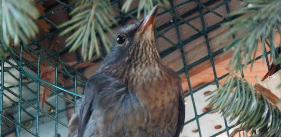 Die Amsel erholt sich im Tierheim.