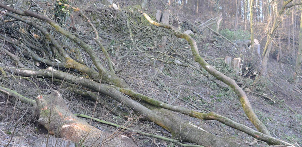 Die Baumrodung sorgt bei vielen Anwohnern für Ärger.