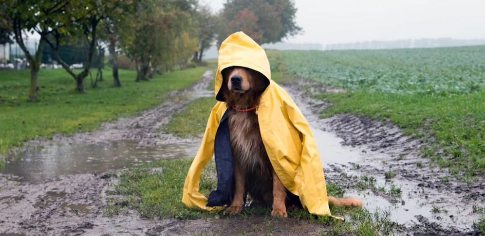 Brrr.was für ein Hundewetter die nächsten Tage. 