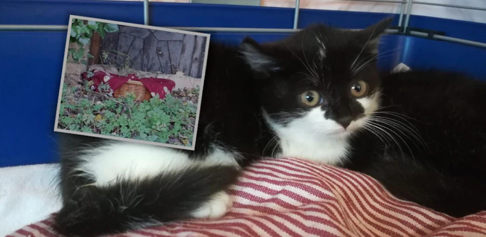 Eine der beiden geretteten Katzen.