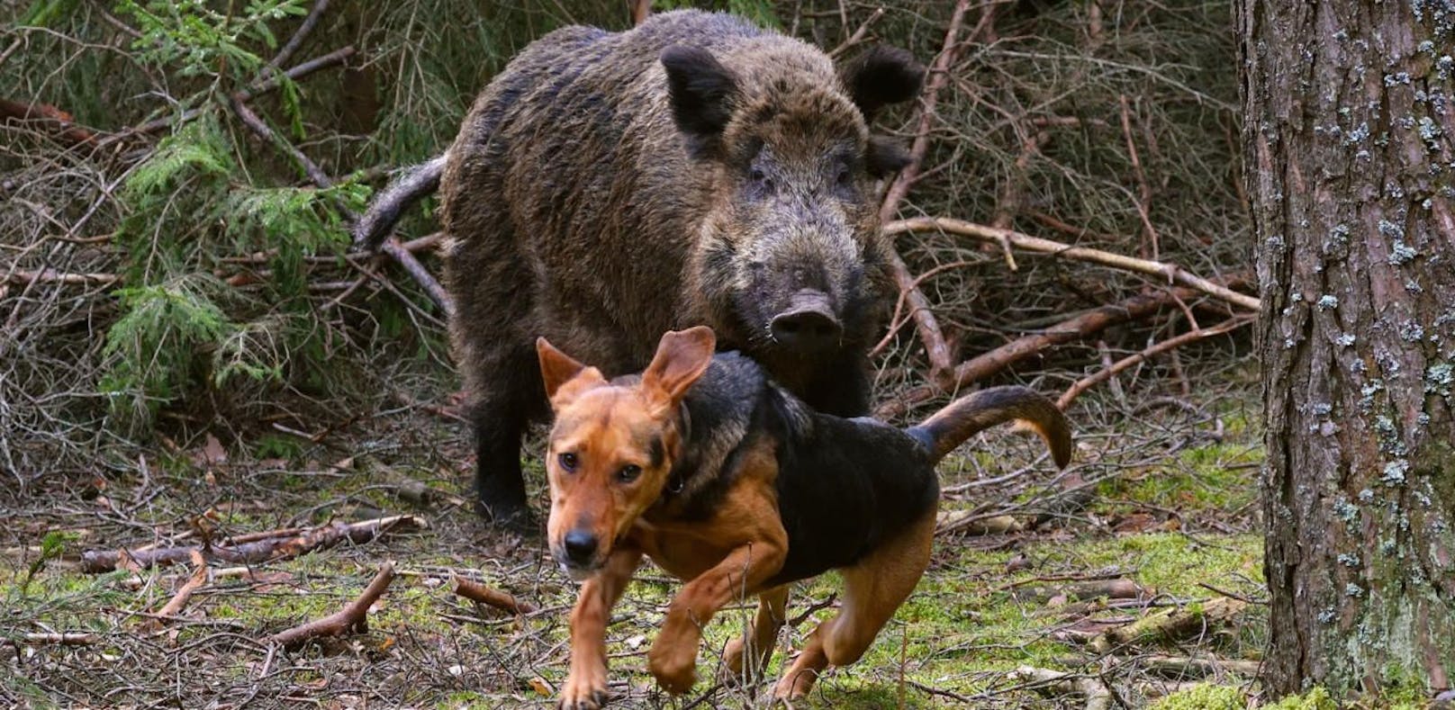 Wildschweine töteten Jagdhund bei Treibjagd